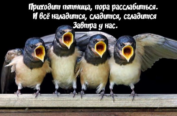 Высказывания про пятницу