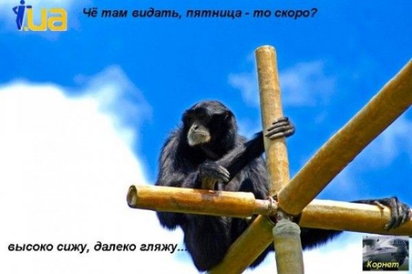 Белка ждет