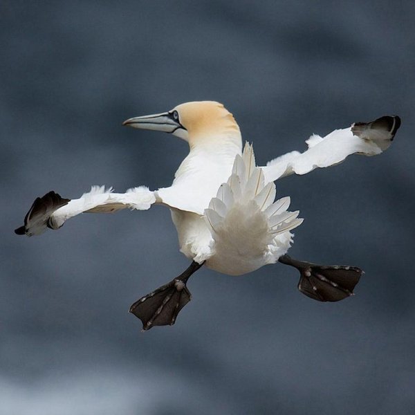 Comedy Wildlife Photography Awards победитель