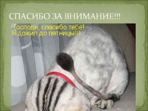 Я дожил до пятницы