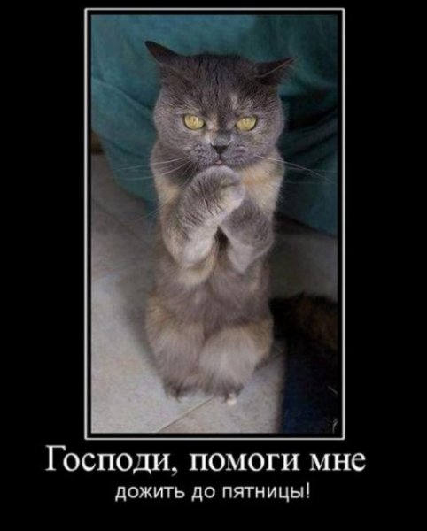 Дожить бы до пятницы