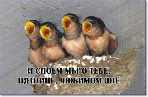 С пятницей прикольные