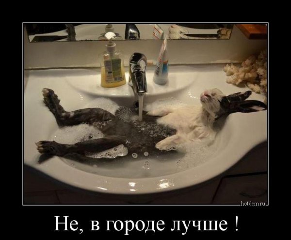 Пятничные демотиваторы прикольные