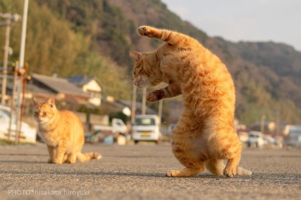 Кошки в пятницу