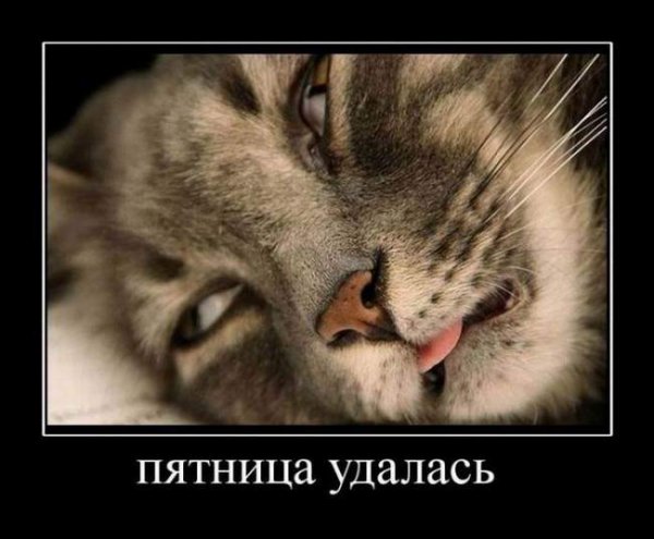 Кошка пятница демотиваторы
