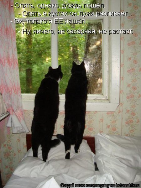 Котоматрица - карантин