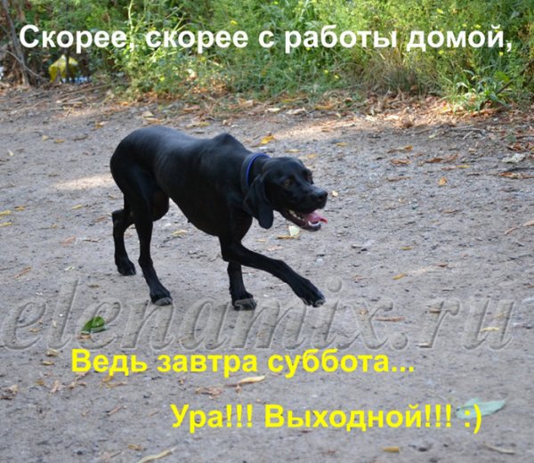 Домой с работы прикольные