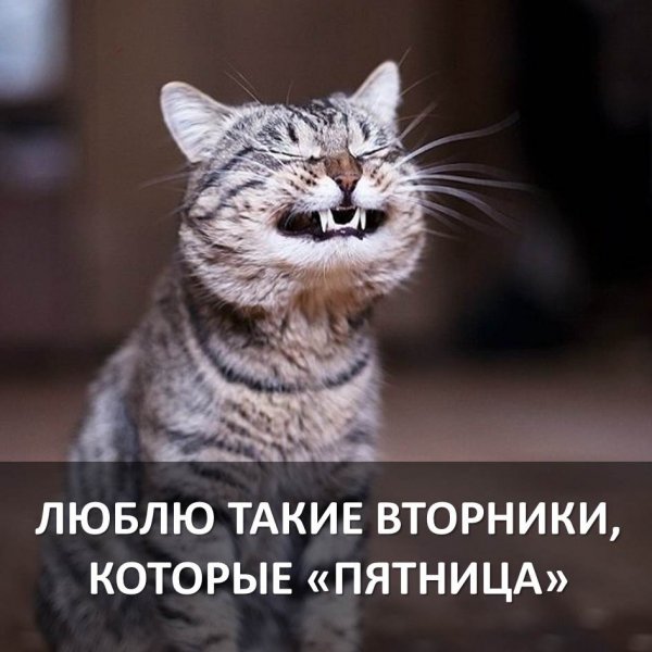 Фразы про вторник смешные