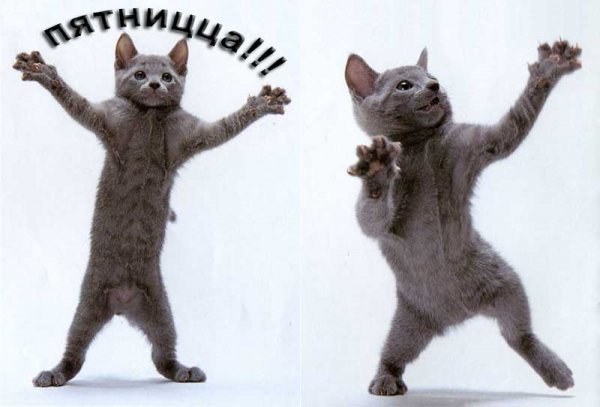 Танцующий кот
