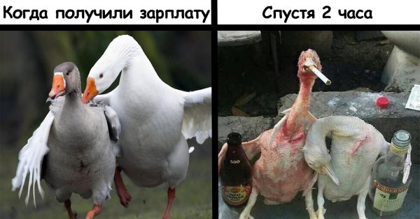 Когда получил зарплату
