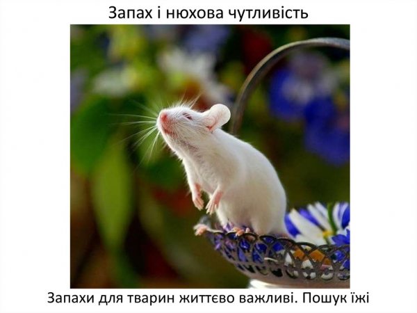 Смешные мышки