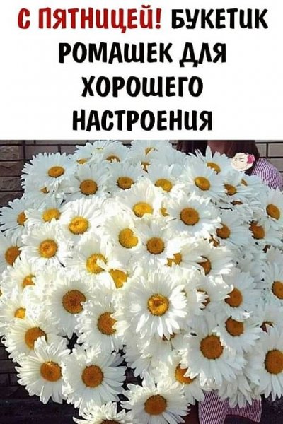 С пятницей вас друзья