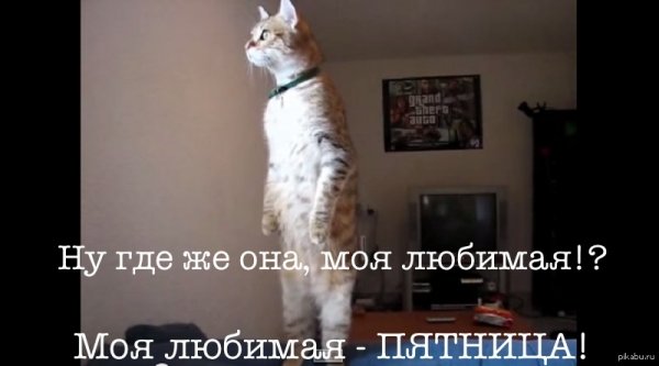 Завтра пятница приколы с котами