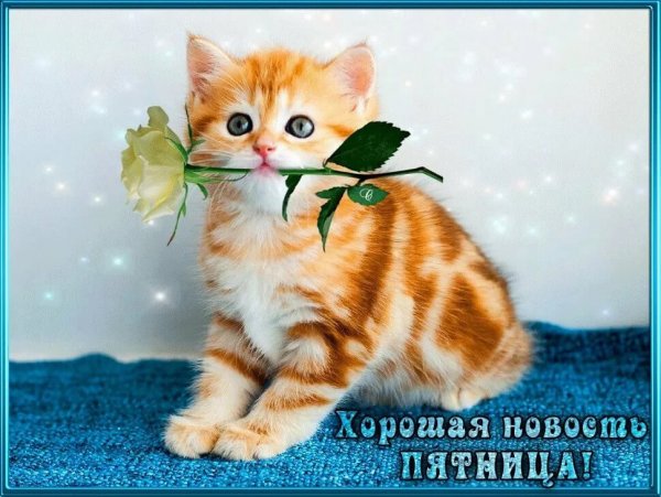 Хорошего настроения котята