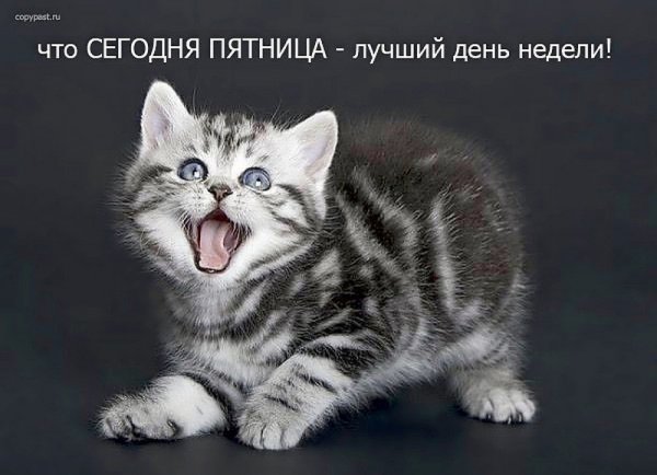 Сегодня пятница