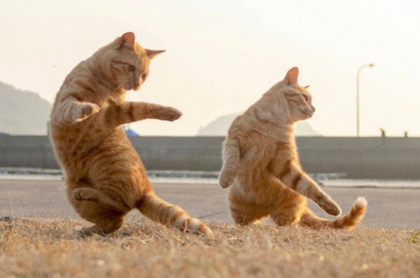 Танцующий кот