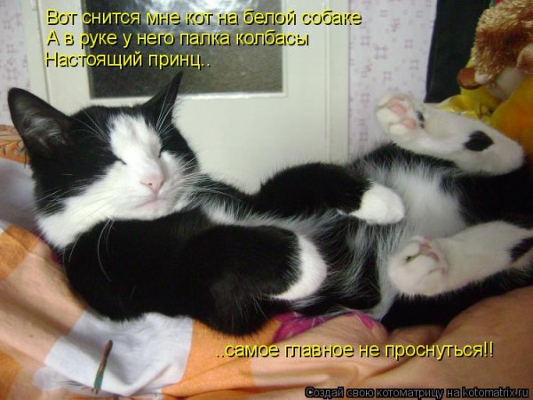 Пятница котики