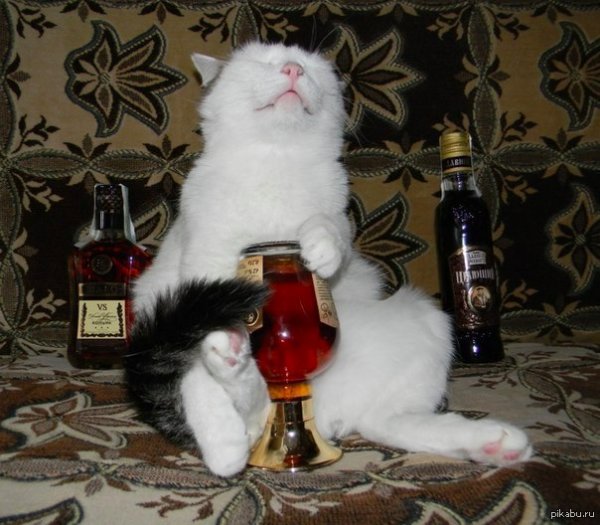 Пятница котики