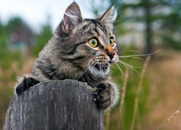 Скоро пятница