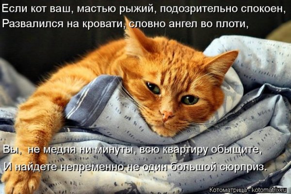 Рыжий кот юмор