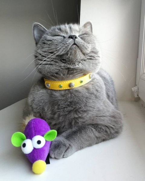 Отличной пятницы котики