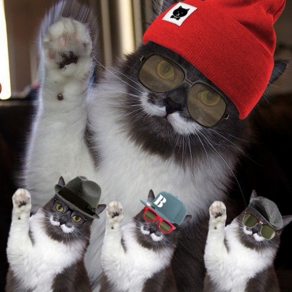 Пятничный котик