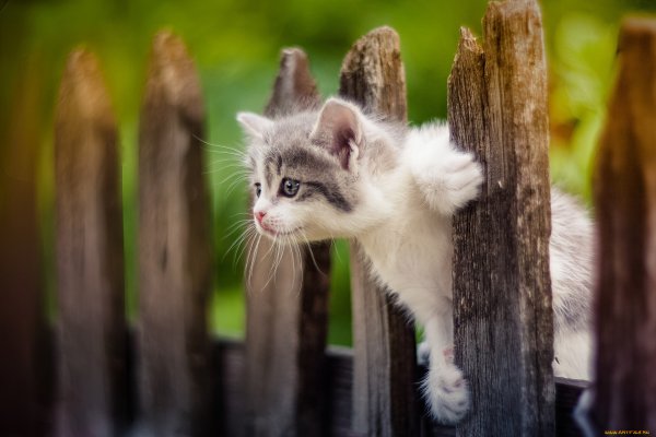 Котенок на заборе