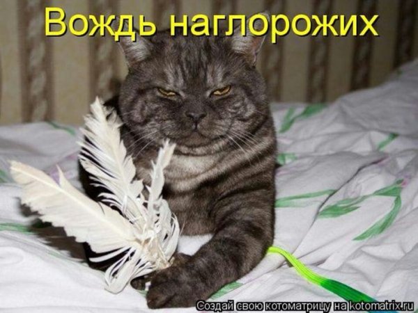 Вождь наглорожих