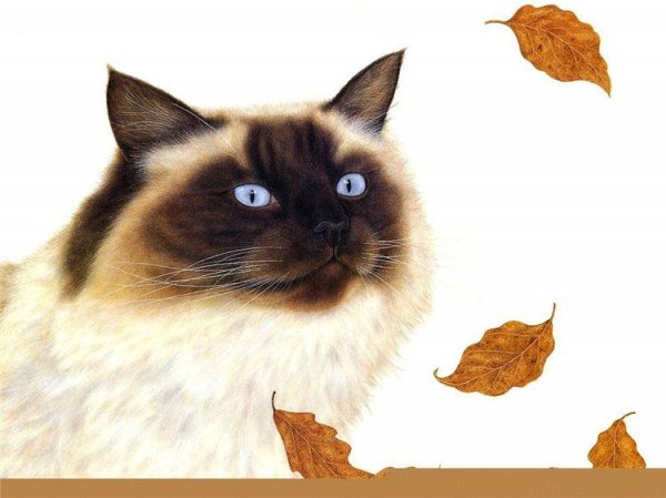 Кот сиамский в листве