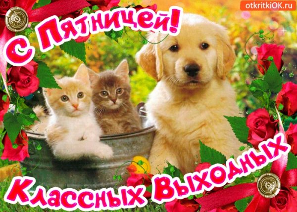 С пятницей и хороших выходных с животными