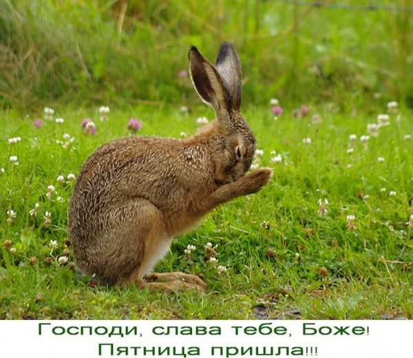 Пятница как я тебя ждала