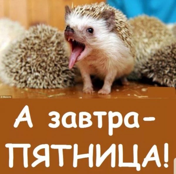 Завтра пятница