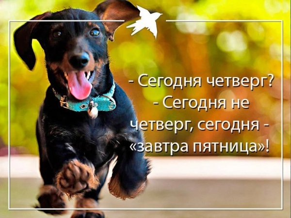 Про четверг смешные