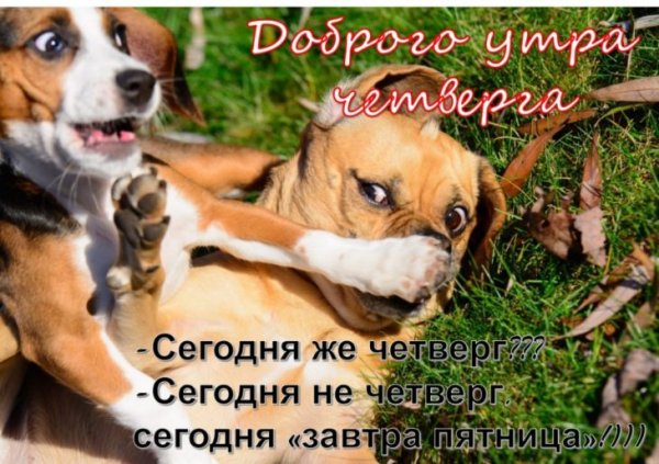 С добрым утром четверга прикольные