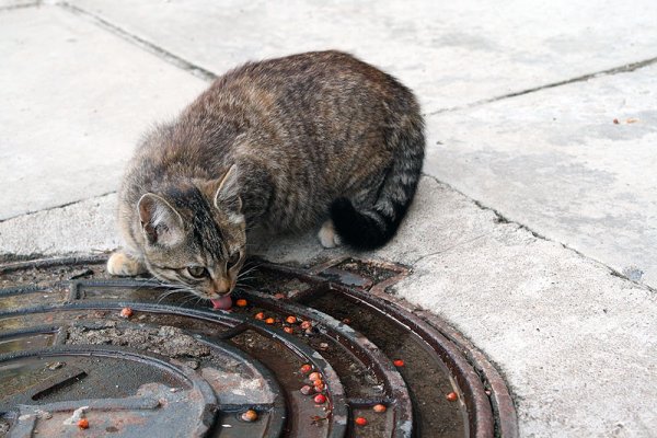 Котоматрица пятница