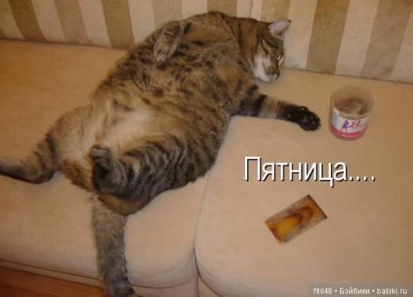 Кот орет пятница