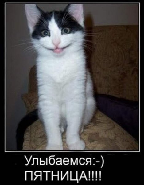 Пятничный кот