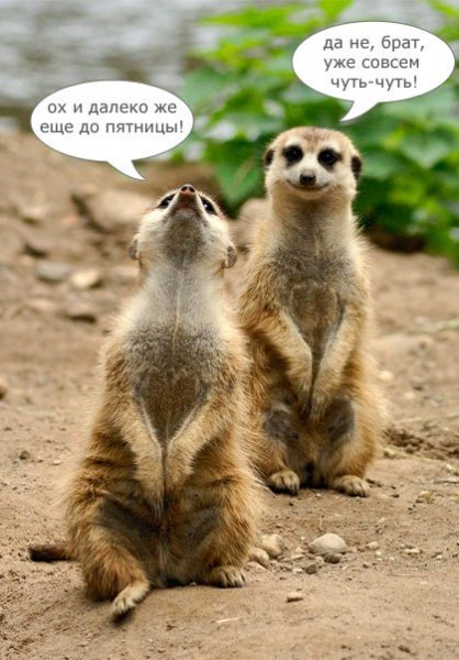 Приколы про сурикатов
