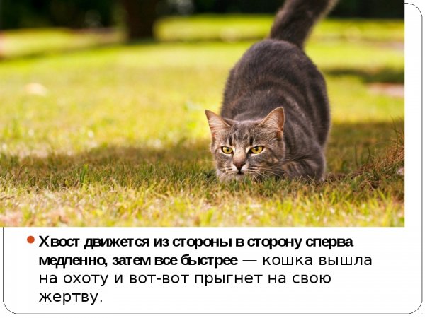 Кошки в пятницу
