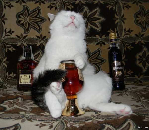 Пятница смешные коты