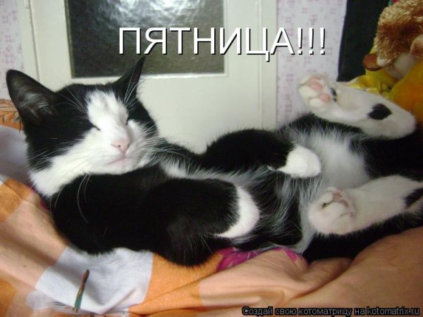 Котоматрица пятница