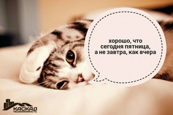 Кот пятница