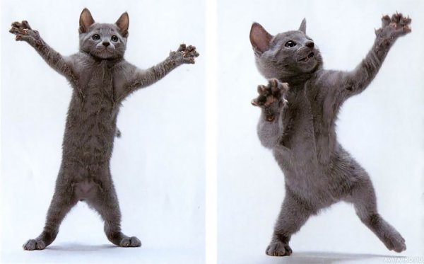 Танцующий кот