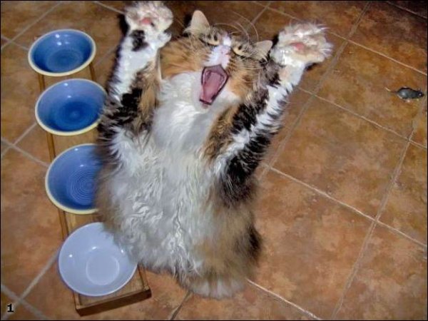 Кот пятница