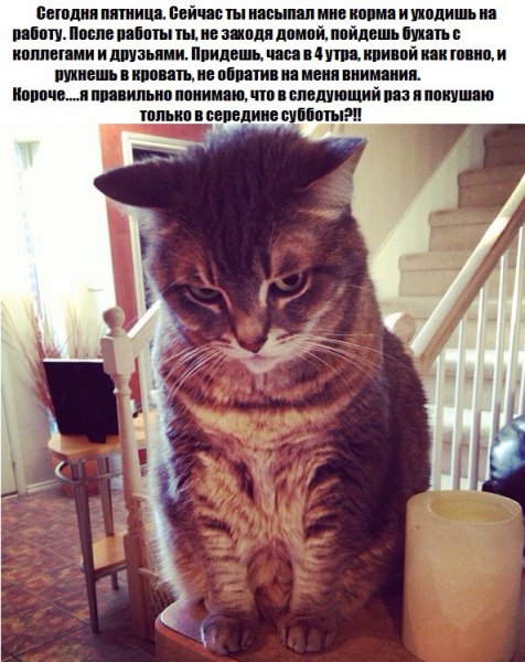 Пятница коты