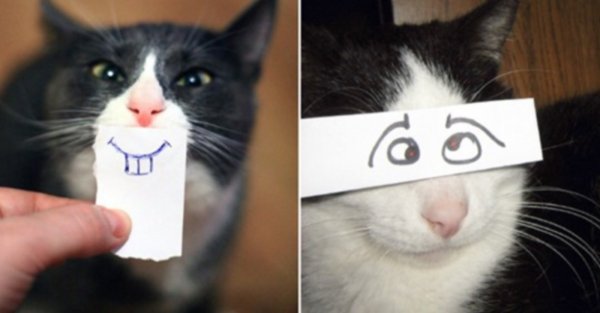 Пятница котики