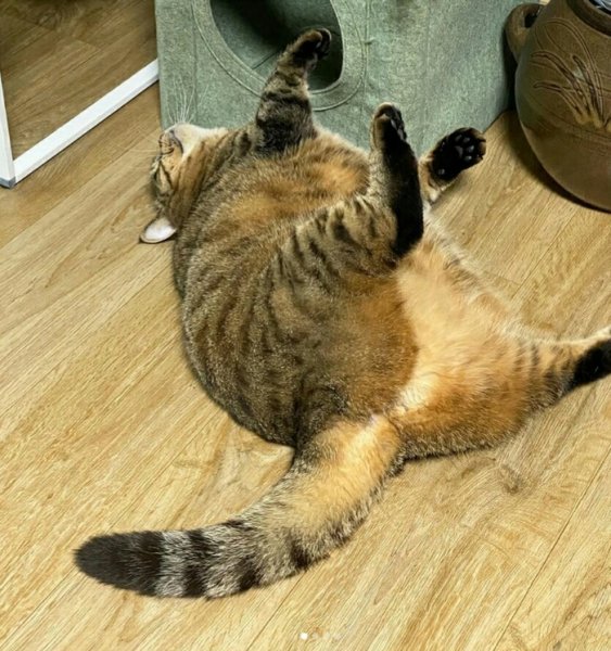 Ура пятница кот