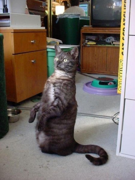 Кот радуется пятнице