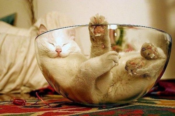 Пятничный весёлые коты