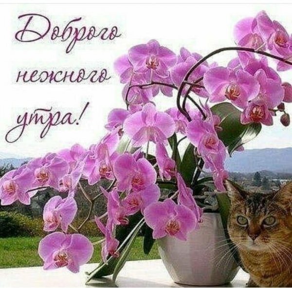 Доброе утро орхидеи